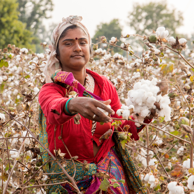 Woman in a cotton field holding cotton plants